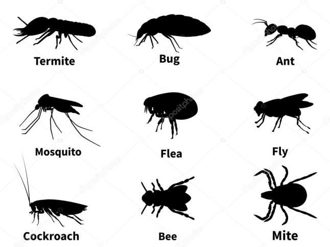Векторні ілюстрації силуети комах — стоковий вектор